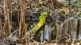 Wiosna w rezerwacie przyrody Borki, marzec 2021 - zdjęcie 34