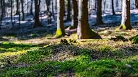 Wiosna w rezerwacie przyrody Borki, marzec 2021 - zdjęcie 14