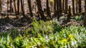 Wiosna w rezerwacie przyrody Borki, marzec 2021 - zdjęcie 29