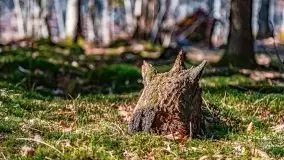 Wiosna w rezerwacie przyrody Borki, marzec 2021 - zdjęcie 19