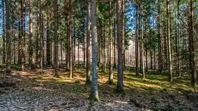 Wiosna w rezerwacie przyrody Borki, marzec 2021 - zdjęcie 25