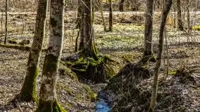 Wiosna w rezerwacie przyrody Borki, marzec 2021 - zdjęcie 40