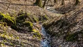 Wiosna w rezerwacie przyrody Borki, marzec 2021 - zdjęcie 50