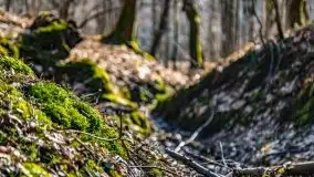 Wiosna w rezerwacie przyrody Borki, marzec 2021 - zdjęcie 37