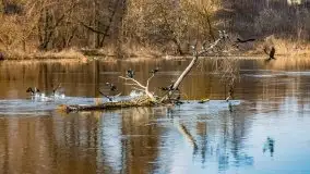 Przeprawa na Mazury, rzeki Narew i Pisa - zdjęcie 8