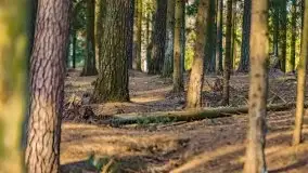 Wiosenny las przy jeziorze Gołdopiwo - zdjęcie 21