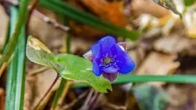 Mazurska przyroda w lesie Szczybały Giżyckie - zdjęcie 14