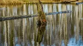 Mazurska przyroda w lesie Szczybały Giżyckie - zdjęcie 27