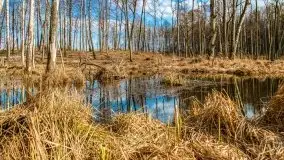 Mazurska przyroda w lesie Szczybały Giżyckie - zdjęcie 48