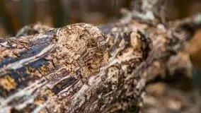 Mazurska przyroda w lesie Szczybały Giżyckie - zdjęcie 22