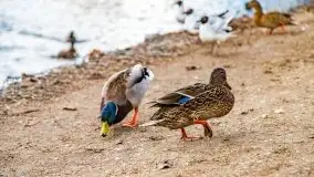 Szukaliśmy oznak wiosny w Olecku - zdjęcie 55