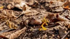 Śluza Karwik na początku wiosny 2021 - zdjęcie 22