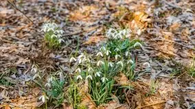 Przedwiośnie przy rzece Białoławka, marzec 2021 - zdjęcie 3