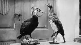 Przedwojenne zdjęcia Ostródy (Osterode) - zdjęcie 156