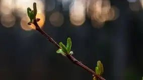 Kwietniowy wschód słońca nad jeziorem Kruklin - zdjęcie 8