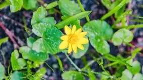 Mazurska przyroda - cebulice w giżyckim parku - zdjęcie 17