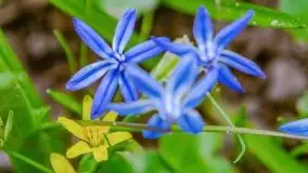 Mazurska przyroda - cebulice w giżyckim parku - zdjęcie 2