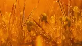 Majowy wschód słońca nad jeziorem Wojnowo - zdjęcie 42