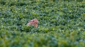 Majowy wieczór z mazurską przyrodą - zdjęcie 25