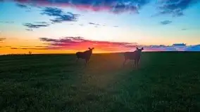 Wiosenne widoki z okolic Sztynortu, maj 2021 - zdjęcie 5