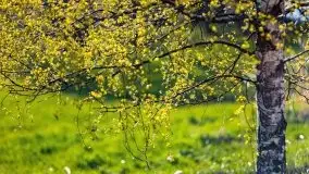 Wiosenne widoki z okolic Sztynortu, maj 2021 - zdjęcie 3