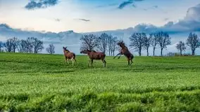 Wiosenne widoki z okolic Sztynortu, maj 2021 - zdjęcie 57