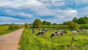 Wiosna na całego na i piękne okoliczności przyrody - zdjęcie 4