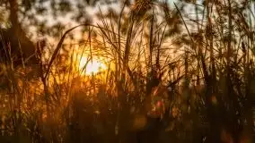 Zachód nad jeziorem Ryńskim, zatoka Mrówcza - zdjęcie 10