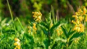 Mazur nie tylko szumem jeziora kuszą... zobaczcie wiosenną łąkę - zdjęcie 18