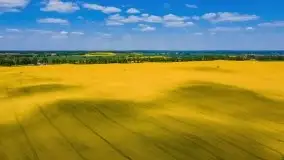 Mazurskie złote, piękne, rzepakowe pola - zdjęcie 2