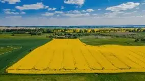 Mazurskie złote, piękne, rzepakowe pola - zdjęcie 36