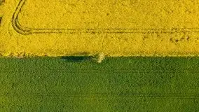 Mazurskie złote, piękne, rzepakowe pola - zdjęcie 78