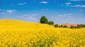 Mazurskie złote, piękne, rzepakowe pola - zdjęcie 50