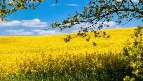 Mazurskie złote, piękne, rzepakowe pola - zdjęcie 68