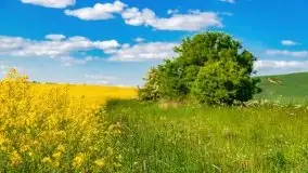 Mazurskie złote, piękne, rzepakowe pola - zdjęcie 71