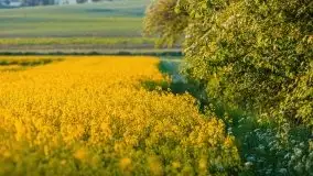 Mazurskie złote, piękne, rzepakowe pola - zdjęcie 73