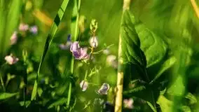 Zachód słońca nad jeziorem Dargin, Poganty - zdjęcie 4