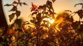 Zachody słońca nad Sztynortem, czerwiec 2021 - zdjęcie 17