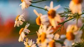 Zachód słońca nad jeziorem Bocznym, czerwiec 2021 r. - zdjęcie 7