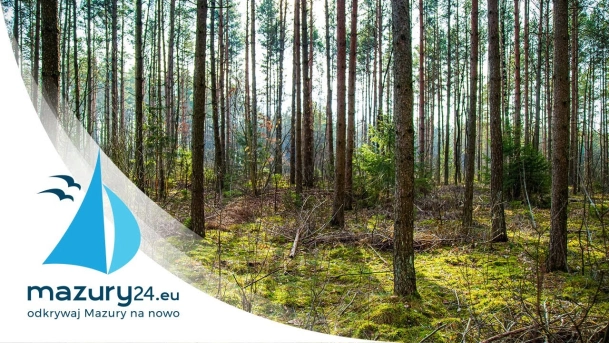 Mazurski las w okolicach Kruklina