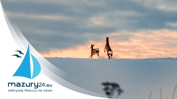 Zimowe Mazury 02.2021 - Zwierzęta